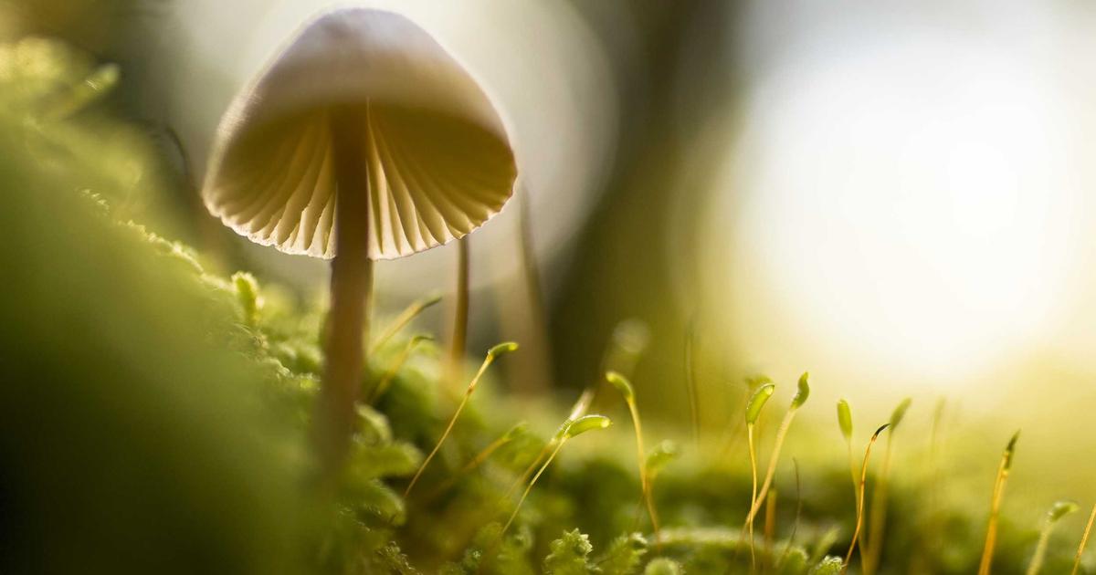 How Open Source Maintainers Are Burning Out and What We Can Do