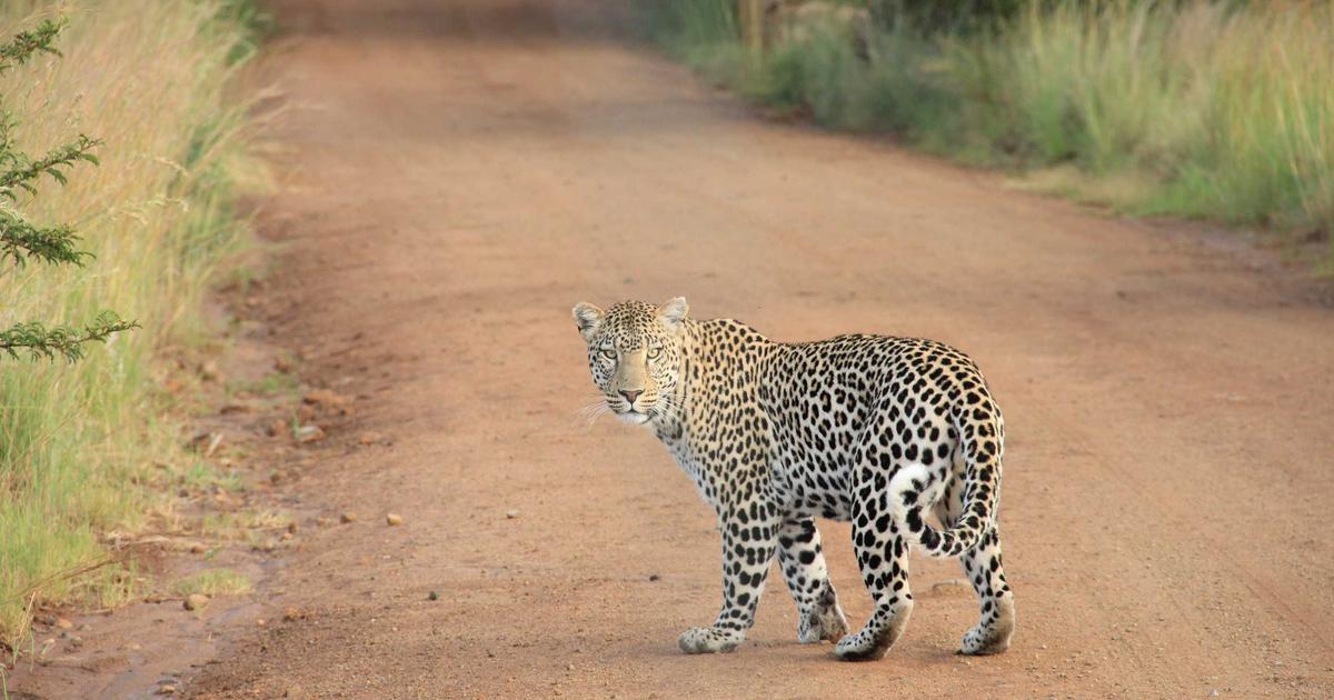 The DevOps Automation Paradox: How Over-Engineering Your Pipeline Is Killing Developer Velocity